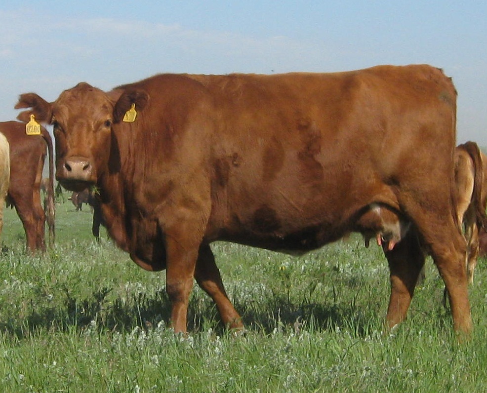 Бизнес план фермы по выращиванию бычков мясного направления