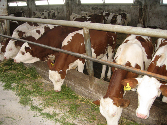 Бизнес план семейной животноводческой фермы мясо-молочного направления