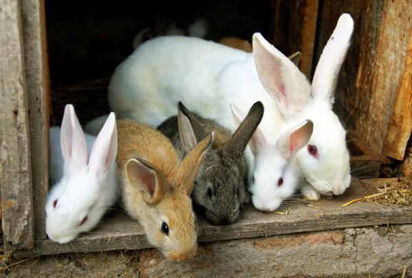 разведение кроликов как бизнес