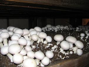 как выращивать лесные грибы дома и на даче 