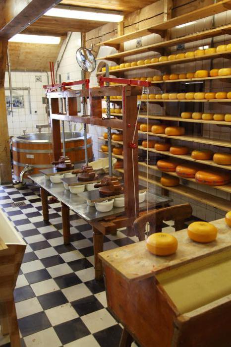 производство сыра как бизнес мини цех итальянское