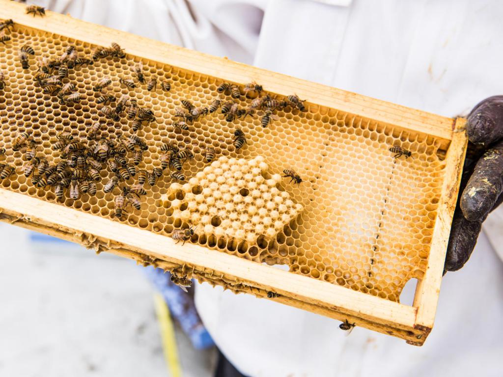бизнес-план по пчеловодству