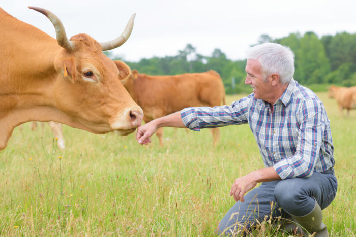 Выгодно ли держать коров на молоко?