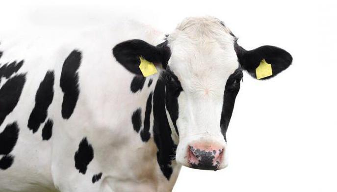 Выгодно ли держать коров на молоко?