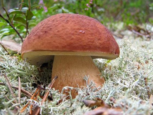 На приусадебном участке лесные деревья необходимы для грибов
