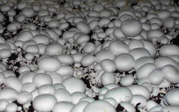 Выращивание грибов – процесс несложный