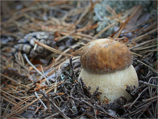 Белые грибы можно выращивать самостоятельно