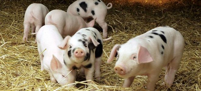 бизнес на свиньях в домашних условиях
