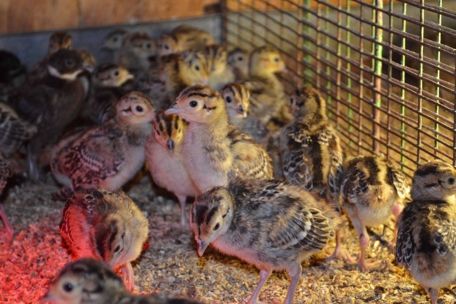 Выращивание фазанов в домашних условиях — это удовольствие