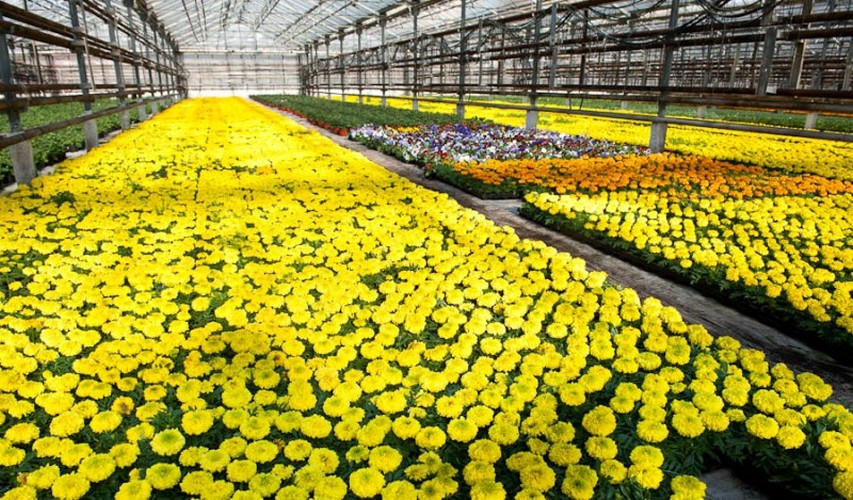 Выращивание цветов в теплице как бизнес