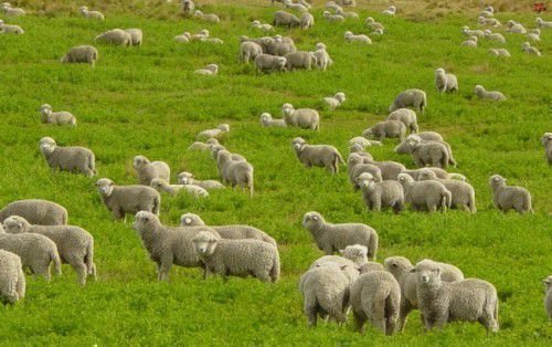 Овцы на поляне