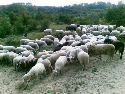 Овцеводство требует наличия знаний