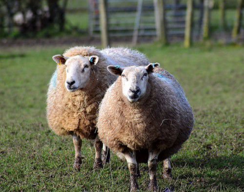 Возрождение овцеводства