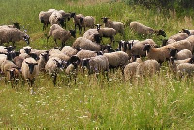  Романовские овцы на лугу