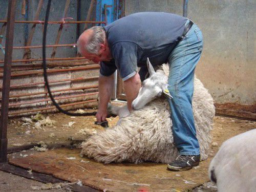 Специалист по стрижке овец