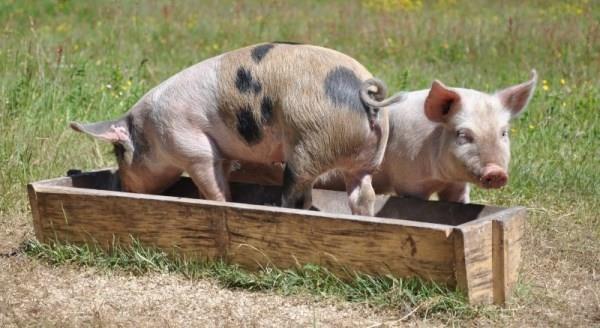  Разновидности свиней: каких выращивать