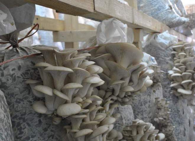 оборудование для выращивания грибов