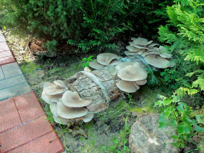 Как выращивать грибы вешенки в открытом грунте