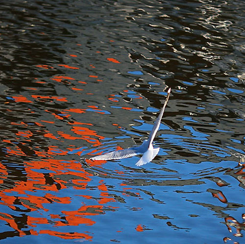 Игра цвета в воде и чайка