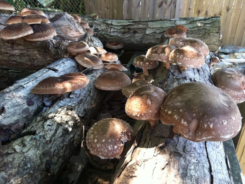 какие грибы выращивают в домашних условиях