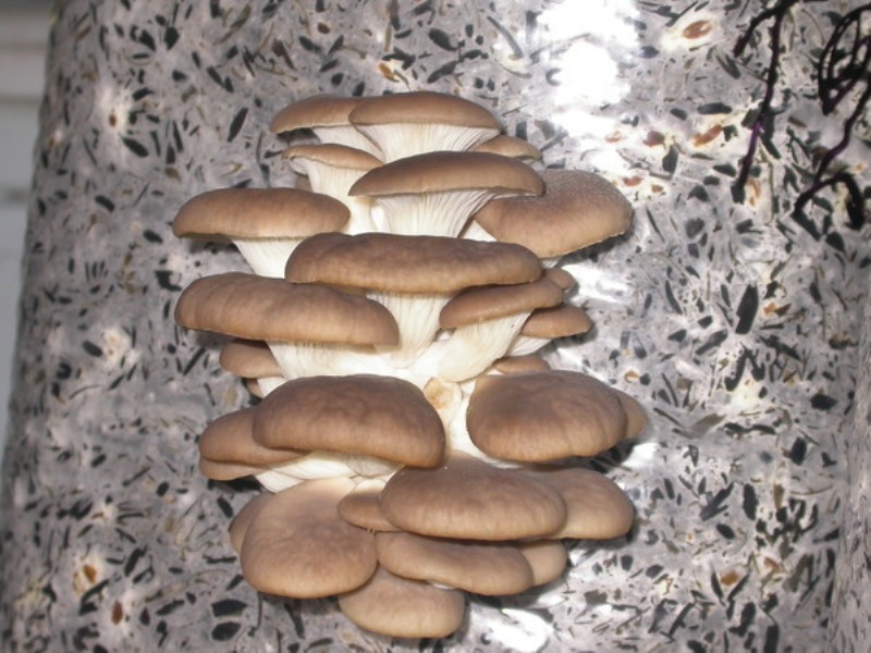 домашнее выращивание грибов