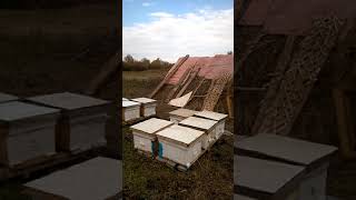 Пчеловодство с нуля как бизнес-идея. Личный опыт