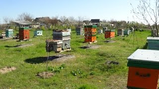 Пчеловодство как бизнес,теория на практике, пасека
