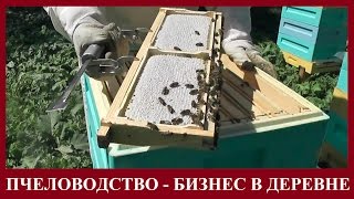 ПЧЕЛОВОДСТВО - ПРИБЫЛЬНЫЙ БИЗНЕС В ДЕРЕВНЕ И НА СЕЛЕ. Производство сотового мёда