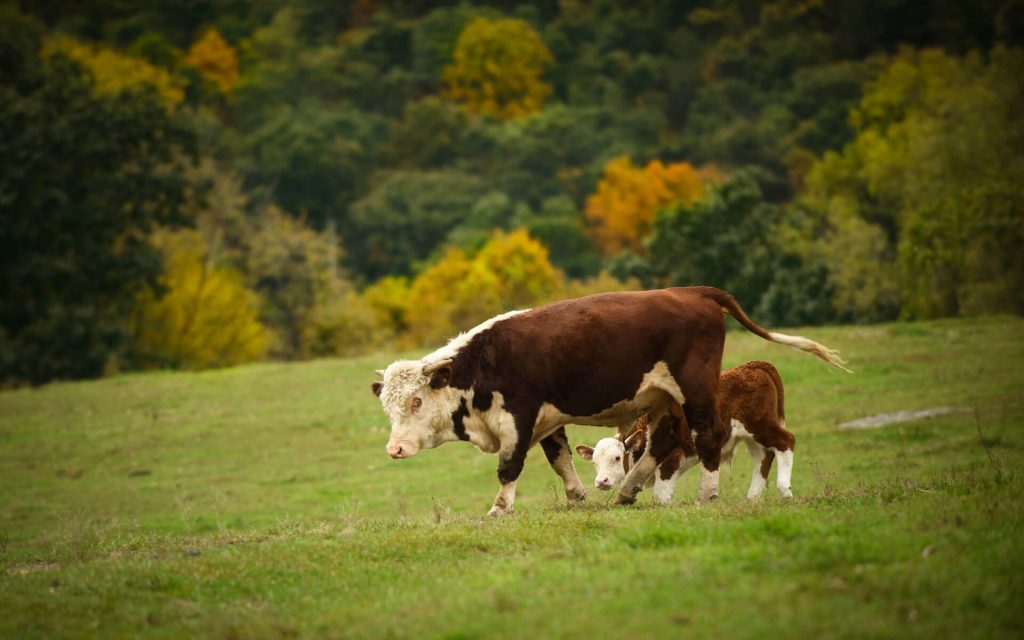Корова с теленком на пастбище