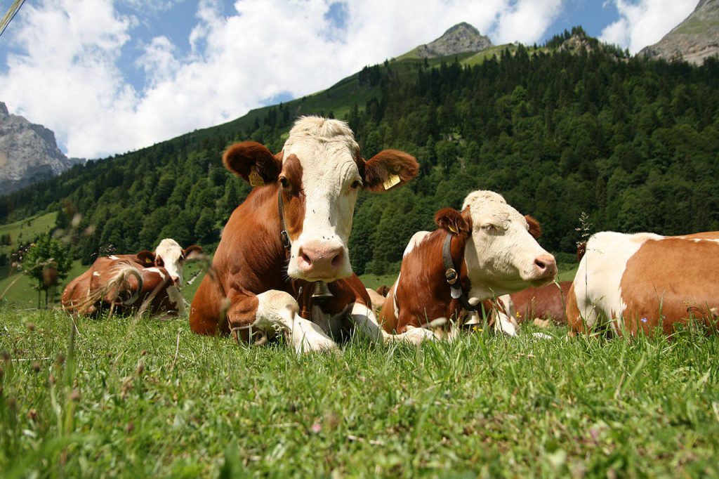 Коровы симментальской породы на пастбище