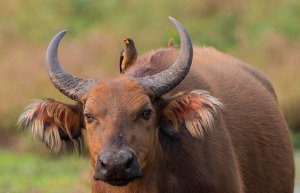 Целебесский карликовый буйвол