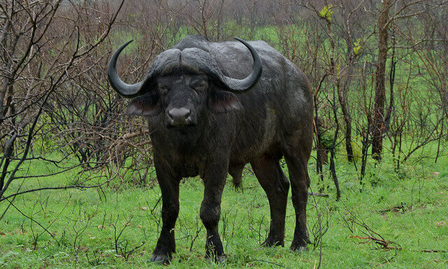 Черный африканский карликовый буйвол