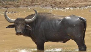 Характеристика индийского буйвола 