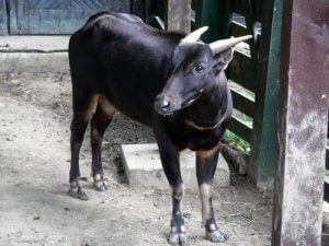 Карликовый буйвол из индонезии
